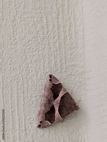 Brown noctuid moth resting on a light painted wooden surface with natural camouflage and geometric wing pattern.