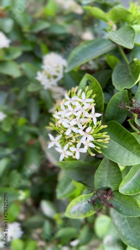 White Ixora Flowers Blooming in Green Bush Close Up
