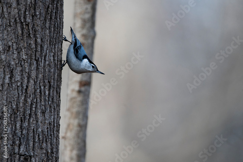 Canvas Print A White-Breasted Nuthatch (Sitta carolinensis) perched on a tree