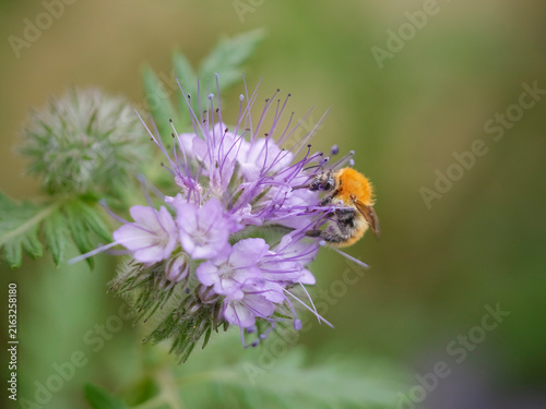Bee sucking pollen and nectar