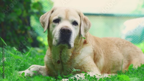 Yellow senior labrador retriever dog lying comfortably on green grass in a shaded garden, displaying loyalty and the essence of a beloved senior pet enjoying peaceful time outside