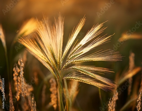 an inflorescence of barren brome plant bromus sterilis also commonly referred to as poverty brome or sterile brome