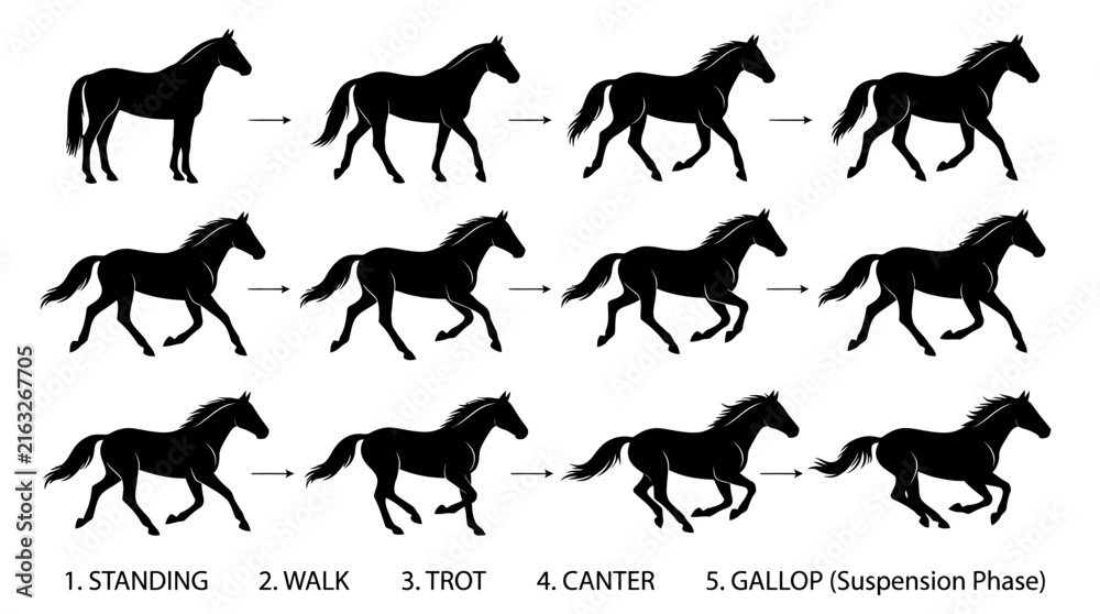 Obraz premium Silhouettes of Running Horses in Motion. Dynamic Equine Movement Illustration.