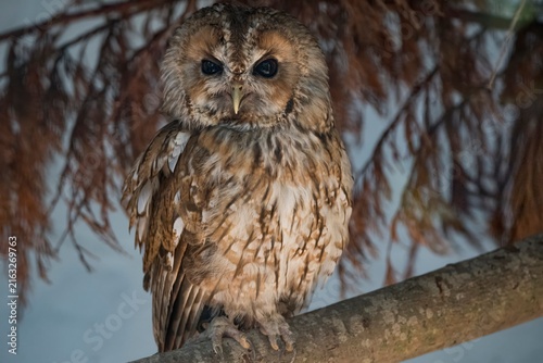 Quadro su tela The Tawny Owl (Strix aluco).