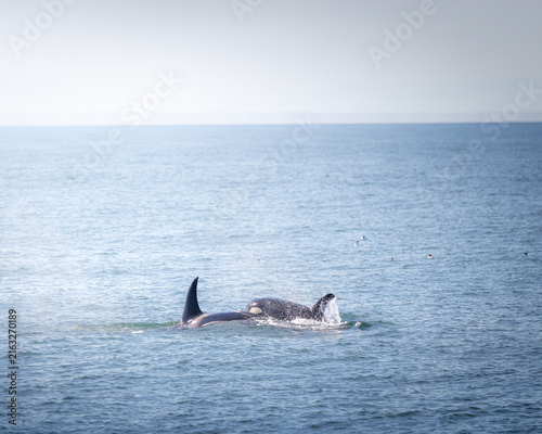 Photography Orcas in Alaska