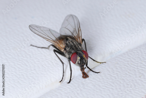 Fotografía Stubenfliege, Musa domestica, saugt an der Tischauflage.