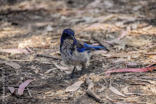 Obraz na plátne Fluffy juvenile island scrub jay with downy gray breast feathers facing forward