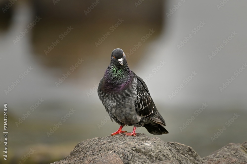 Fototapeta premium A feral pigeon (rock dove) with vibrant iridescent neck feathers stands on a large rock against a soft blurred background, looking directly forward.