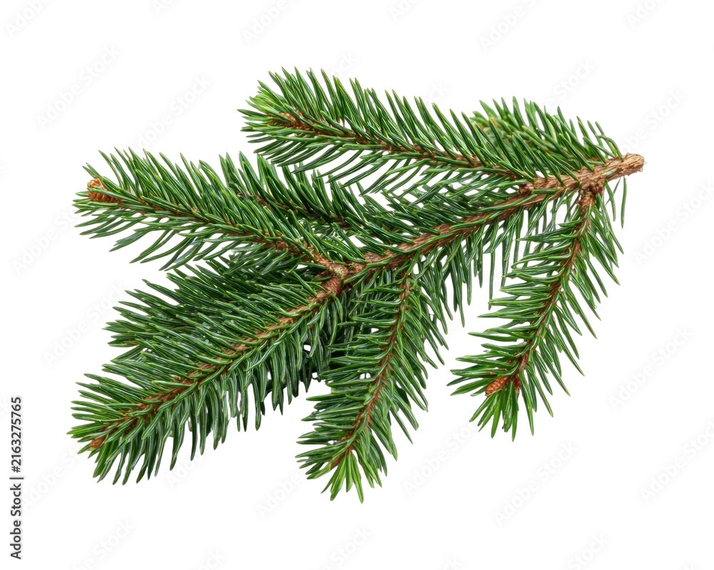 Naklejka premium PNG Fresh evergreen pine branch isolated on white background