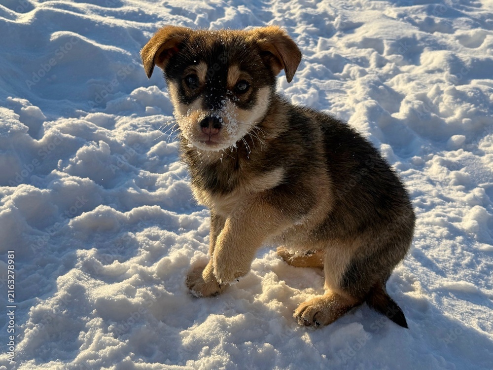 Obraz premium Stray puppy in the snow