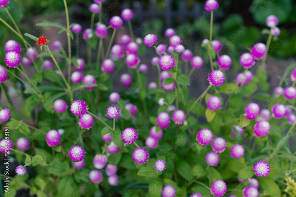 Obraz premium 丸く可愛いセンニチコウの花と緑のボケ背景