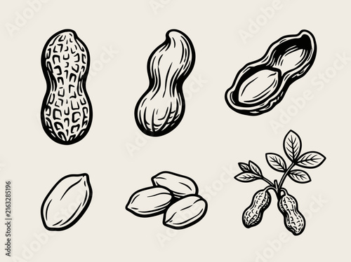Black ink peanut linocut collection featuring whole shell, crack nut, kernel, and sprig on cream background