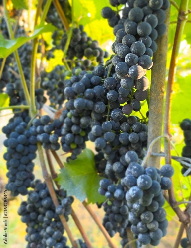 Canvastavla Vignoble