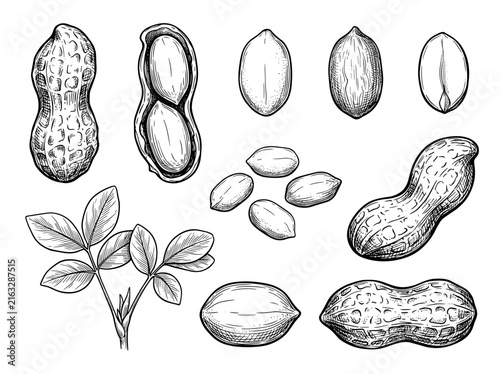 Hand drawn peanut shell and kernel botanical sketch, black ink line art vector illustration, isolated on white