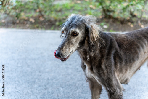Photography A thin, hungry, and lost Taigan dog standing outside