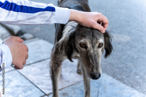 Fotografie A skinny and hungry stray Taigan, also known as the Kyrgyz Sighthound, standing on a tiled street while a person gently pats its head