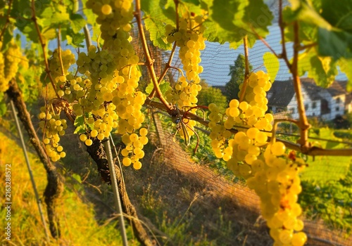 Fotografía vignoble
