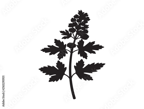 Citronella plant silhouette icon. Black herbal leaf vector for essential oil branding.
