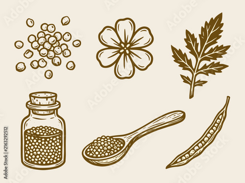 Mustard seed botanical illustration set with flower, leaf, spice jar, spoon and pod, linocut style on cream background