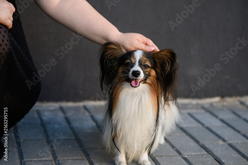 Quadro su tela Happy Papillon dog massaged by loving female owner, cute continental toy spaniel looking at camera on sidewalk, owner's hand gently strokes and pats its head