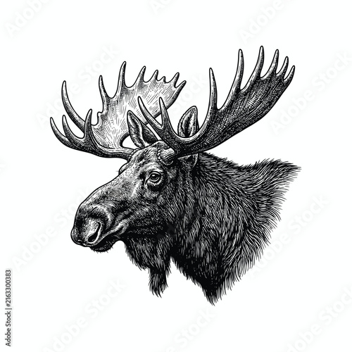 Moose Head Vintage Hand Drawn Engraving Style Vector Illustration