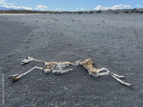 Cuadro en lienzo Beach Skeleton