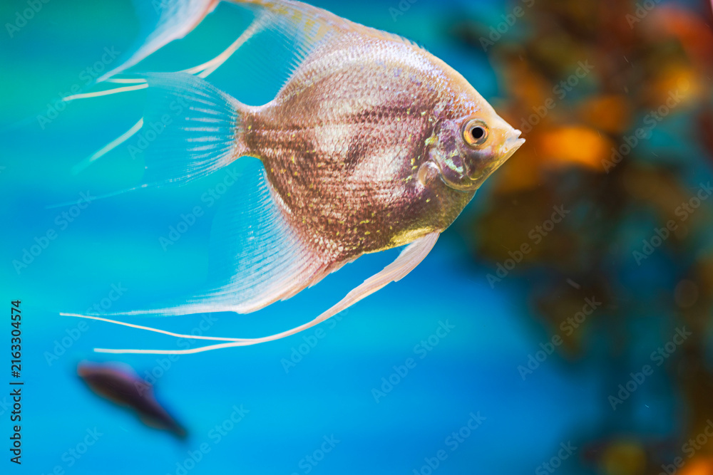 Naklejka premium Close-up view of freshwater angelfish swimming in aquarium. Sweden.