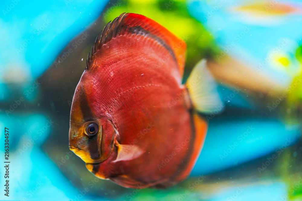 Naklejka premium Close-up view of red discus fish swimming in aquarium. Sweden.