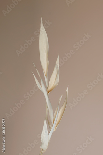 Fotografie Bamboo