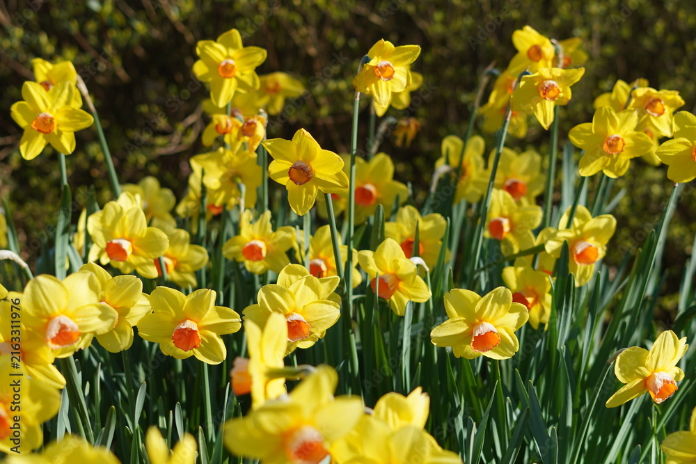 Fototapeta premium Yellow daffodils in the garden