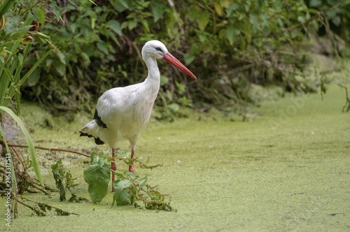 Ciconia ciconia, white stork, birds, ciconiiformes, walking birds, stork, stork, stork, storks, birds