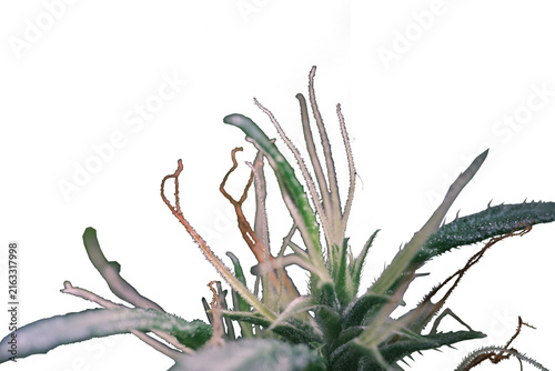 фотографія Cannabis plant against white Background