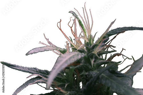 Cannabis plant against white Background