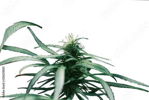 Cannabis plant against white Background
