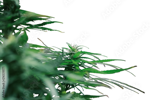 Cannabis plant against white Background