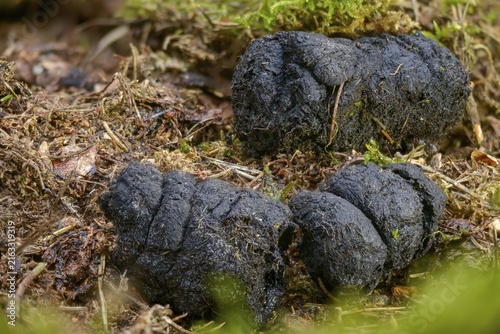 Artiodactyla, even-toed ungulate, cloven-hoofed, wild boar, wild boar, droppings, dung, feces, slang, mammals, dung, mammals