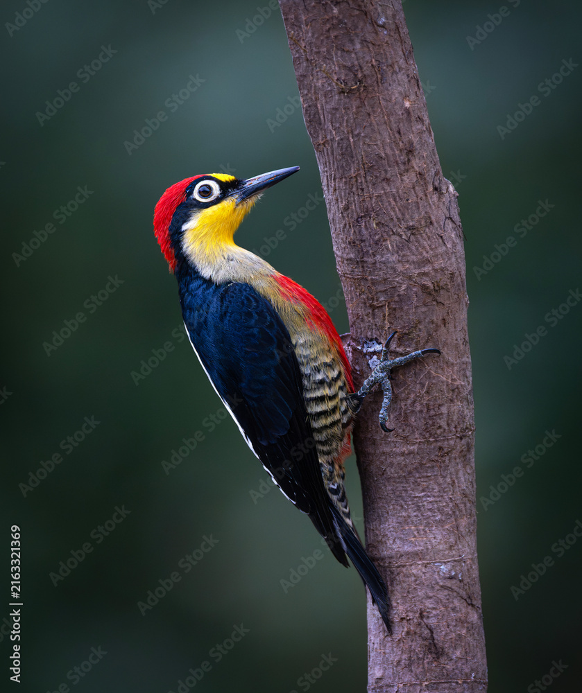 Obraz premium pájaro carpintero arco iris.