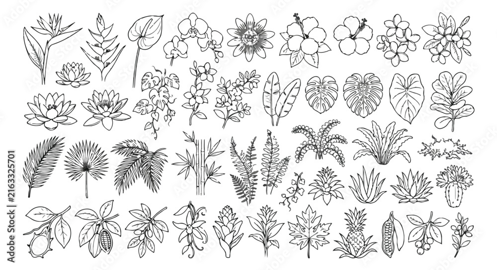 Fototapeta premium Tropical botanical line art collection, hand drawn exotic flowers and jungle leaves set, floral vector illustrations for coloring