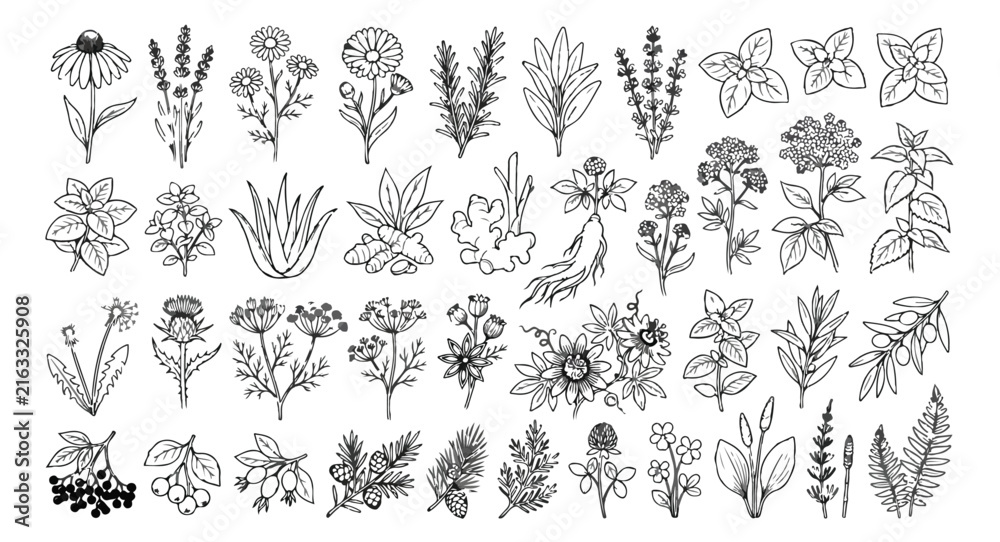 Fototapeta premium Hand drawn botanical herbs and medicinal plants, 40 line art floral icons, minimalist black and white garden greenery vector set