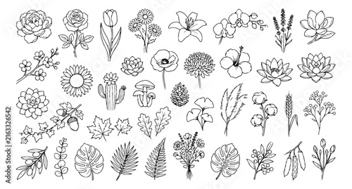 Foto Minimalist botanical line art collection, 40 floral and leaf vector icons, hand