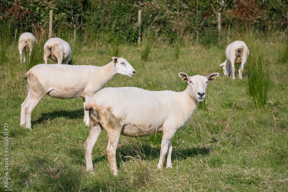 Fototapeta premium A flock of white sheep grazing in a green rural pasture on a sunny summer day looking at the camera