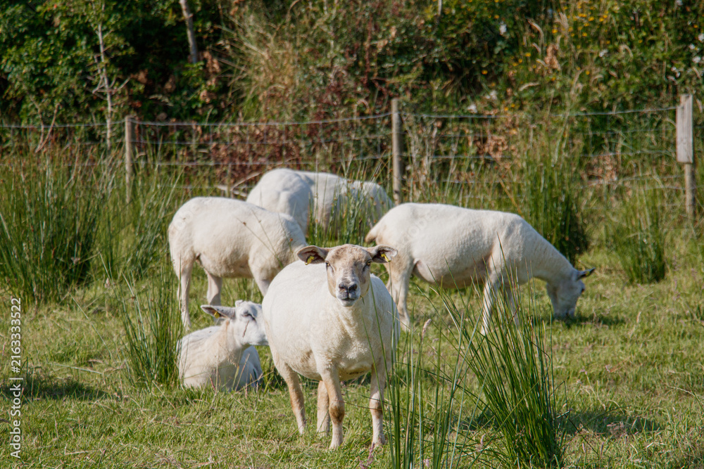 Fototapeta premium Shorn white sheep standing in a verdant field looking at the camera with a farm fence in the background on a sunny day