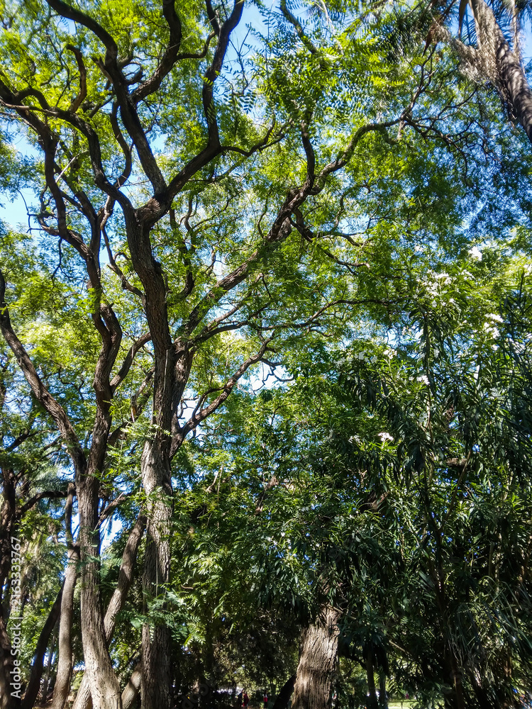 Fototapeta premium Magnificent large green tree with sprawling branches reaching toward the clear blue sky captures the essence of nature and peaceful serenity in this bright landscape