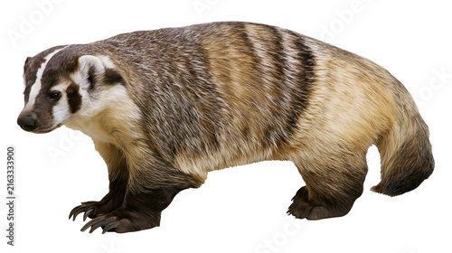Cuadro en lienzo American badger with distinctive black and white facial markings, isolated on tr