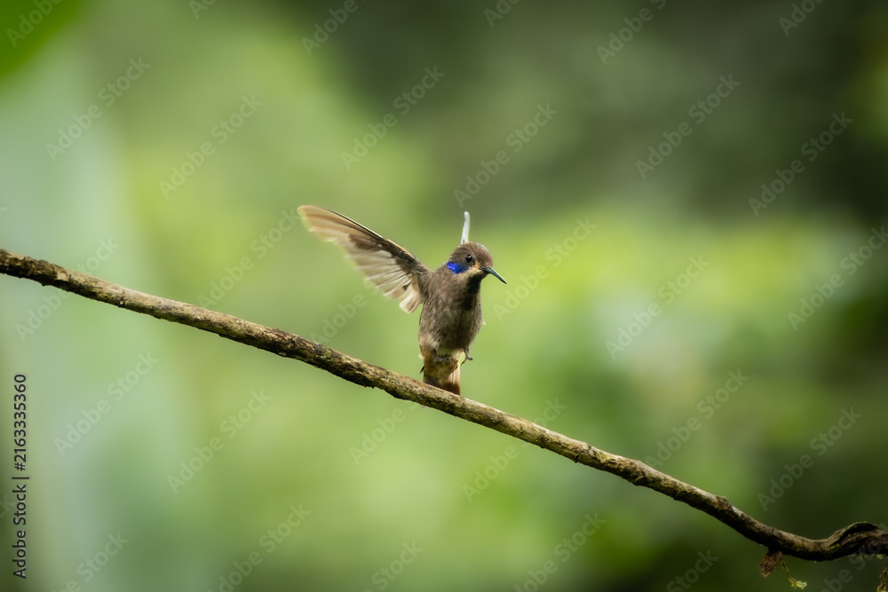 Naklejka premium Sparkling violet ear hummingbird perching on a delicate branch in a tropical forest.