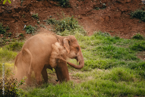 Photography Elephant dust bathing on grassy slope with hillside dirt cloud