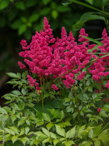 Bild auf Leinwand Astilbe arendsii in the garden