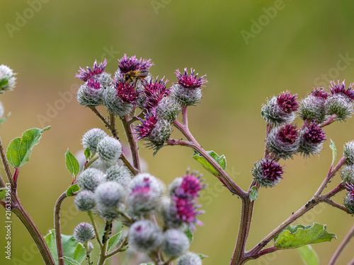 Konstfotografi Web-footed burdock , or felt burdock, or woolly burdock , or web-footed agrimony