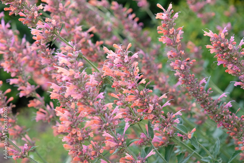 Coral pink and peach Agastache ‘Kolibri’ giant hyssop in flower.