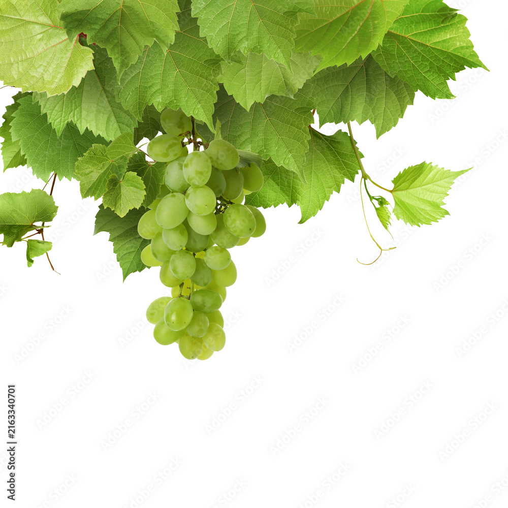 Naklejka premium Grapevine with green leaves and grapes on transparent background